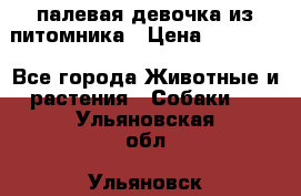 палевая девочка из питомника › Цена ­ 40 000 - Все города Животные и растения » Собаки   . Ульяновская обл.,Ульяновск г.